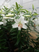 [4240 Siberia JWL No101.JPG]